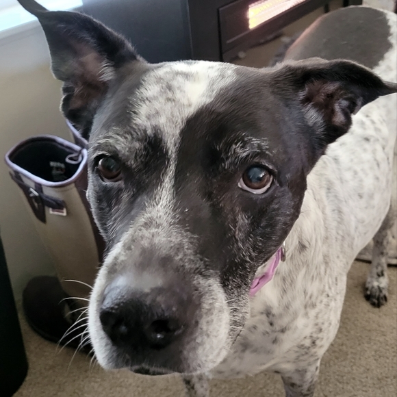 Newport News Pants - Lady reads the listing!